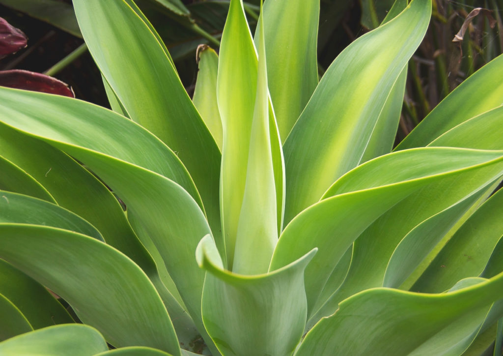 Best plants for around pools - succulents aloes agaves