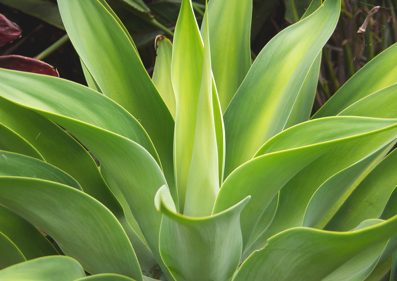 The best plants for around pools in Australia Tuggerah Pools